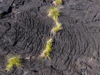 Grasbüschel in erstarrtem Lavafluß - Insel São Jorge